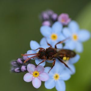 Close-up of insect on purple flower