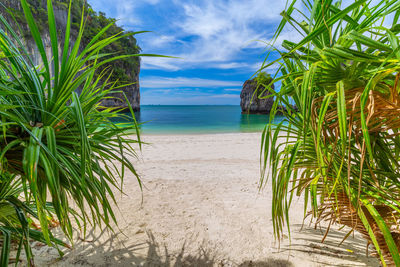 Palm trees on beach against sky