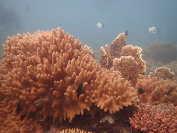 Close-up of coral in sea