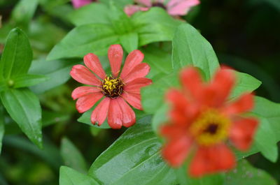 Close-up of red flowering plant