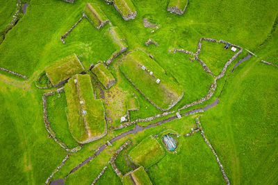 High angle view of corn field