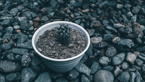 High angle view of potted plant on rocks