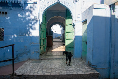 View of a dog in alley