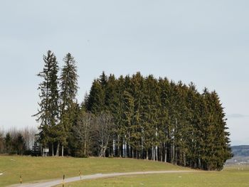 Trees on field against clear sky