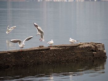 Seagulls on lake
