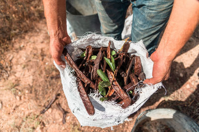 From above of crop anonymous male worker holding sack with freshly picked ripe carob pods while harvesting in countryside