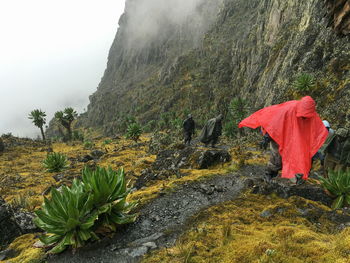 A group of hikers wearing ponchos on a rainy day at rwenzori mountains, uganda