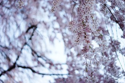 Close-up of cherry blossom tree