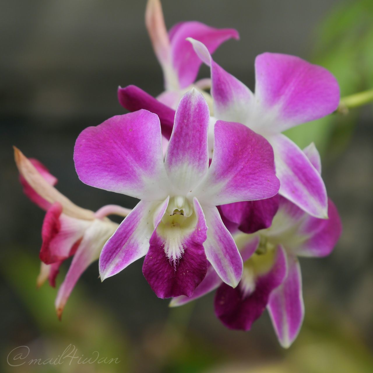 CLOSE-UP OF PINK FLOWERS