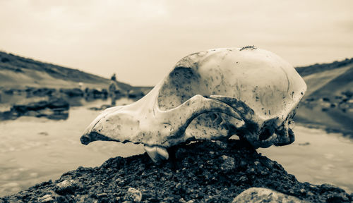 Close-up of animal skull by river against sky