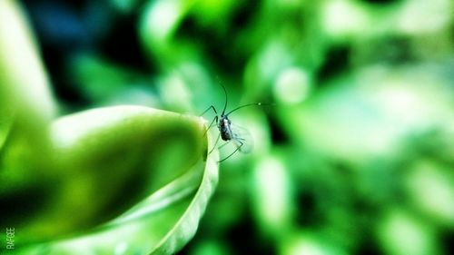 Close-up of insect on leaf