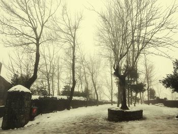 Bare trees in winter