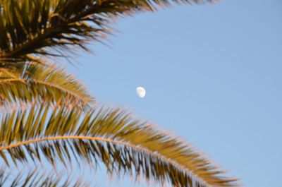 Low angle view of coconut palm tree against blue sky