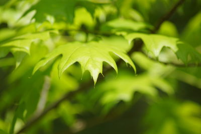 Close-up of green leaves
