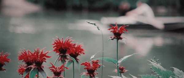 Close-up of insect on red flowering plant