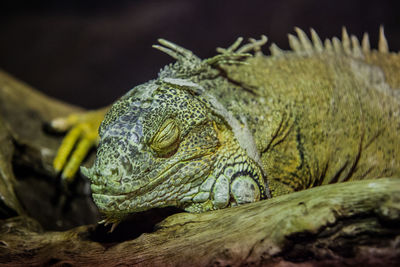 Close-up of iguana with eyes closed on tree trunk