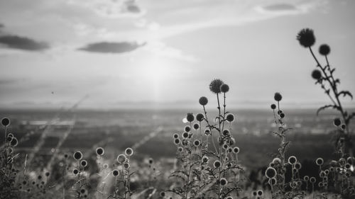 Close-up of wet plants on field against sky