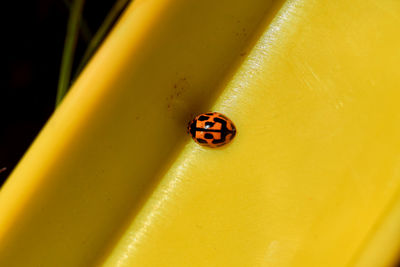 Macro shot of ladybug