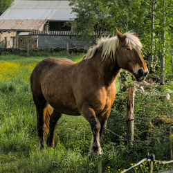 Horse standing on field