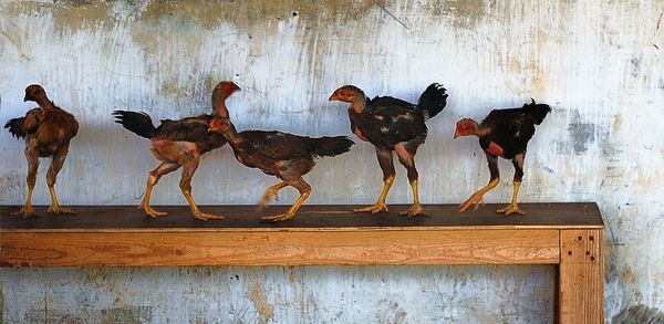 chicken - bird