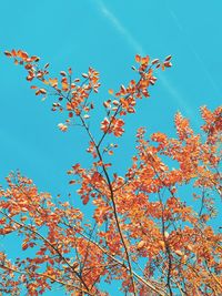 Low angle view of flowering tree against blue sky