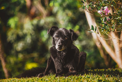 Portrait of dog on field