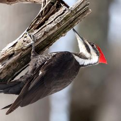 Close-up of bird perching on wood