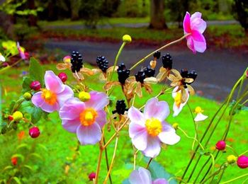 Close-up of pink flowers blooming on field