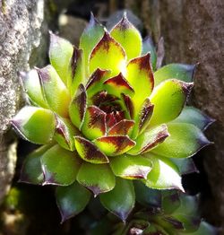 Close-up of prickly pear cactus