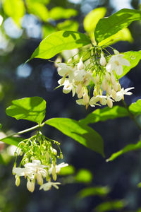 Close-up of white flowers blooming on plant