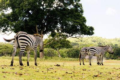 Zebra standing in a field