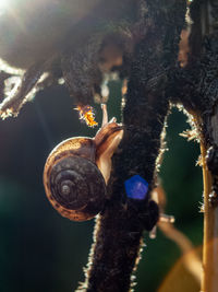 Close-up of snail on tree trunk