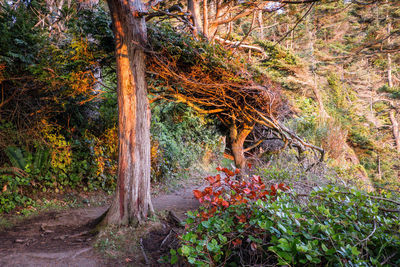 Trees in forest during autumn