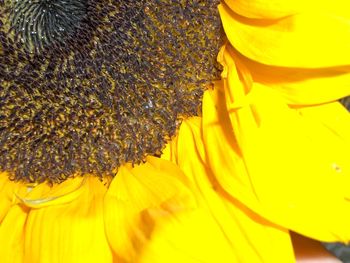 Macro shot of sunflower