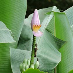 Close-up of flowers