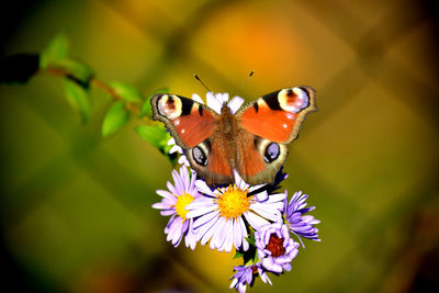 Close-up of butterfly pollinating on flower