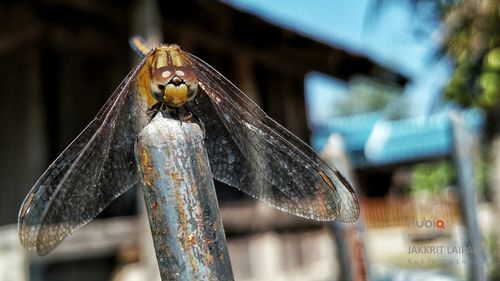 Close-up of insect