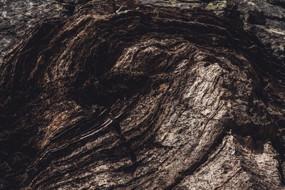 Full frame shot of tree trunk
