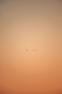 Low angle view of birds flying against orange sky
