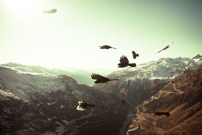 Birds flying over a mountain