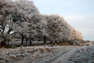 Trees on snow covered landscape