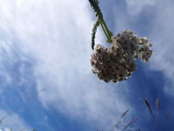 Close-up of flower tree against sky