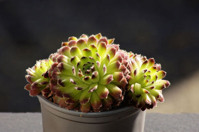 Close-up of succulent plant