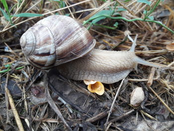 High angle view of snail on field