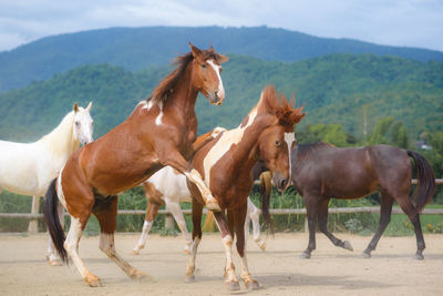 Horses in a field