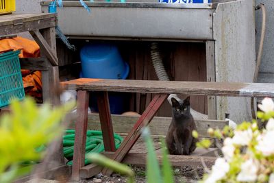 View of a cat