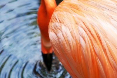 Close-up of flamingo in lake