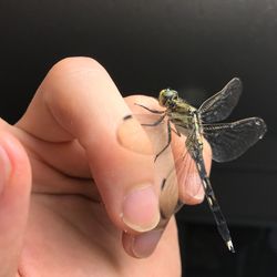 Close-up of dragonfly on hand