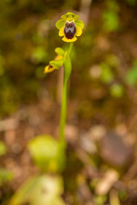 Close-up of yellow flowering plant