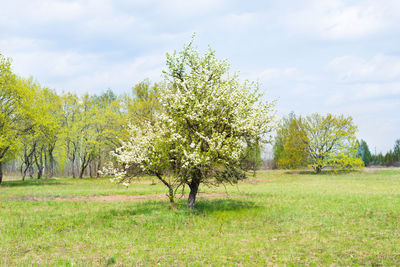 Trees on field against sky